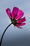 Pink flower