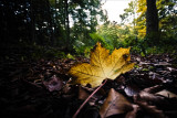Yellow leaf 2