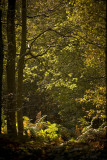 Woodland light