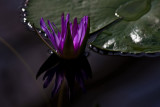 Dark lily