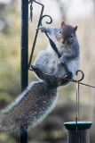 Squirrel antics