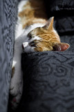 Comfortable