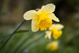 6 Apr... Daffydil