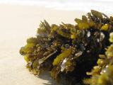 Seaweed 3