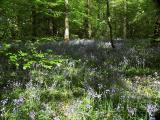 Dappled glade