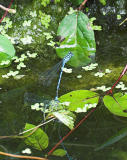 Damsel flies 1