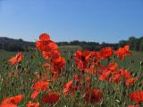 Poppies 3