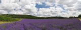 Lavender field