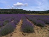 Rolls of lavender 2