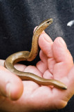Slow Worm