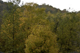 Golden Leaves