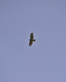 Redtail Hawk