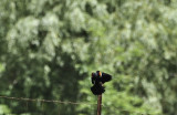 Redwinged Black Bird