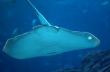 Manta Ray