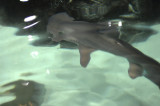 Hammer Head Shark