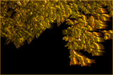 DSC_6893x_sm.jpg