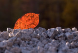 DSC_7394sm.jpg