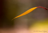 DSC_8303sm.jpg