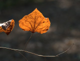 DSC_1158sm.jpg