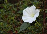 MoonFlower_5017sm.jpg