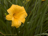 DSC_3457sm.jpg