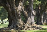 Oak Alley Plantation