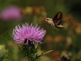 wWhite-lined Sphinx Moth15 P9140890.jpg