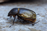 Beetle 2 IMG_9850.jpg