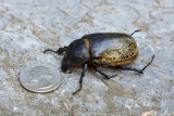 Beetle 3 IMG_9858.jpg