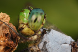 Eastern Pondhawk 3 IMG_1133 wk1.jpg