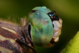 Blue Dasher Eye 1 IMG_1192 wk1a.jpg