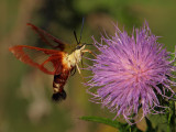 Clearwing Hummingbird Moth 4 P8274924 wk1.jpg