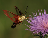 Clearwing Hummingbird Moth 11 P8274989 wk1.jpg