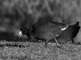 wAmerican Coot5 BW.jpg