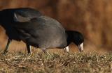 wAmerican Coot11.jpg