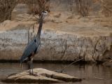 wGreat Blue Heron4.jpg