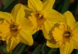 Yellow Spring2.jpg