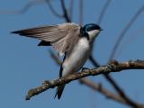 wTree Swallows7.jpg