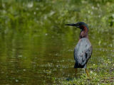 wGreen Heron2.jpg