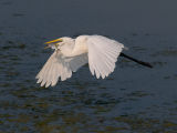 White Egret with Fish2