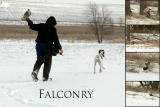 Falconry 2006