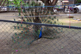 Lahore Zoo