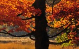 Sugar Maple Near Yosemite Chapel