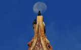 Starlings and Moon Atop a Church Steeple