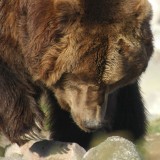 Captive Bear, West Yellowstone