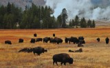 Bison (Buffalo) in the Upper Geyser Basin