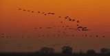 Sandhill Cranes Coming in for a Landing