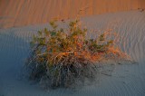 Dawn on the Dunes