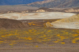 Field of Flowers Near Mustard Canyon