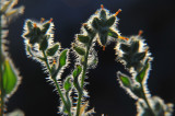 Backlit Hairy Stems